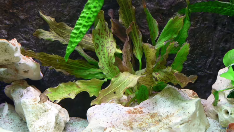 Echinodorus Ozelot Grün von DominikZ (13)