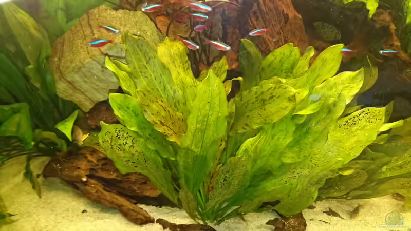 Echinodorus ozelot (Januar 2016) von Wolly (16)