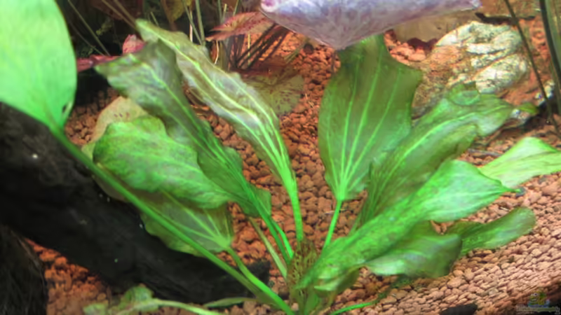 Echinodorus ozelot rot 23.03.2010 von Opodeldok (20)