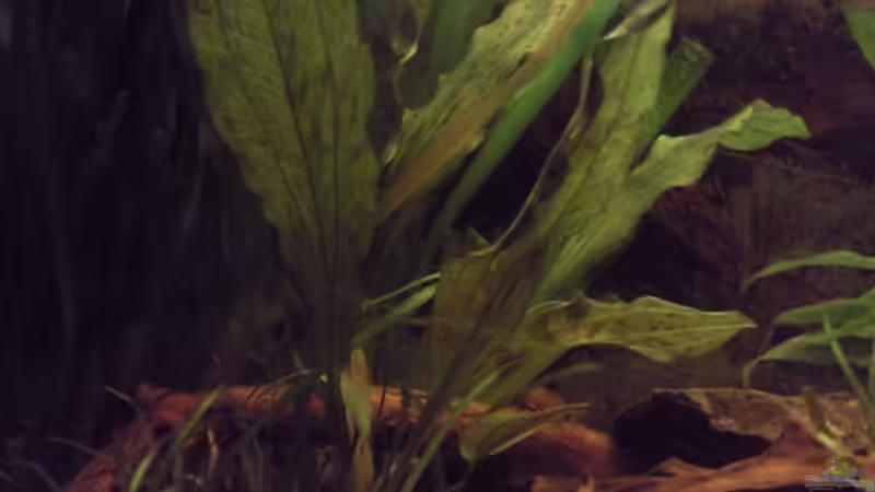 Echinodorus ozelot rot von ~Danny~ (17)