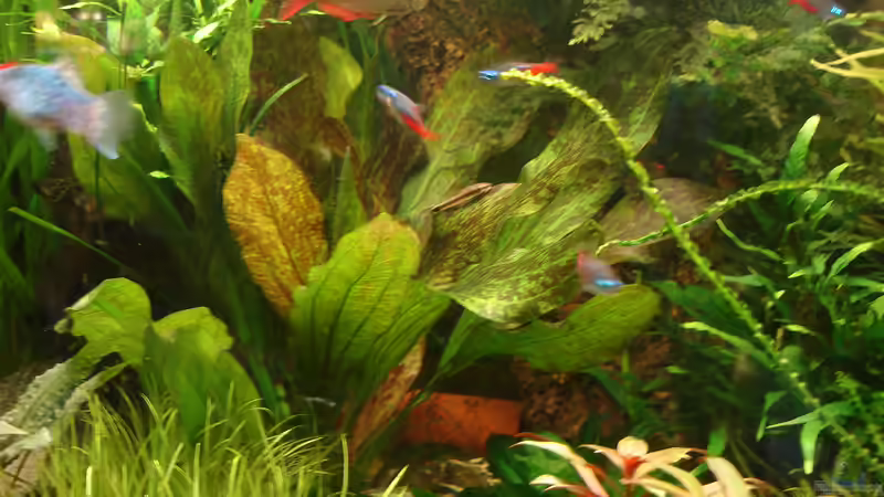 Echinodorus ozelot rot von Grünhexe (52)