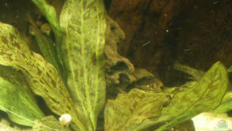 Echinodorus ozelot (September 2015) von Wolly (15)