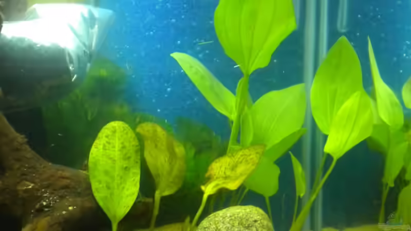 Echinodorus Ozelot und Echinodorus cordifolius von Marci (13)