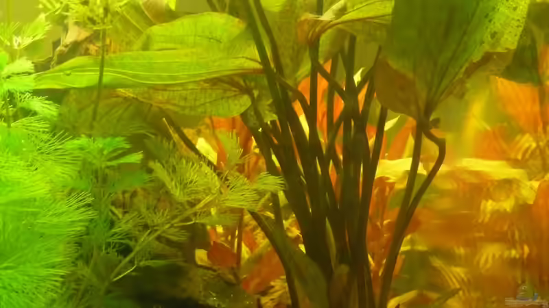 Echinodorus ozelot und Hydrocotyle verticillata von Cpt Frischgemüse (5)