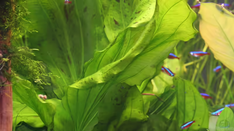 Echinodorus Ozelot von Alexander Grimmer (9)