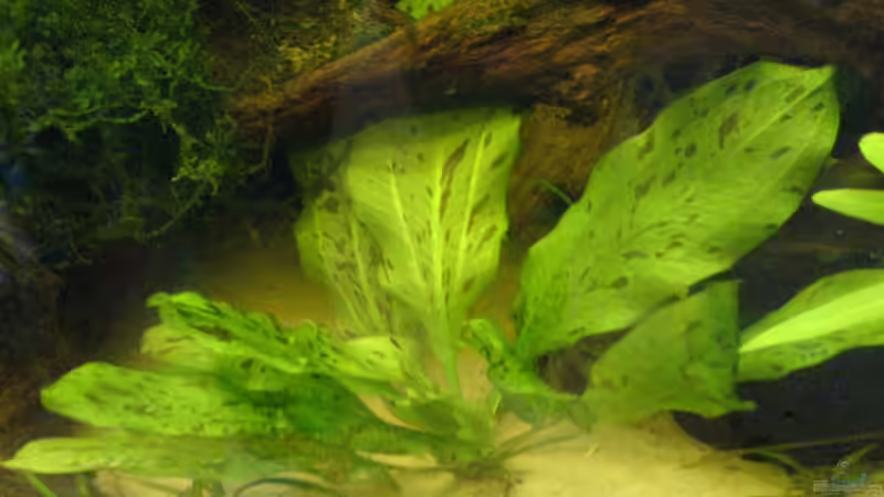 Echinodorus ozelot von Alexander Schild (6)