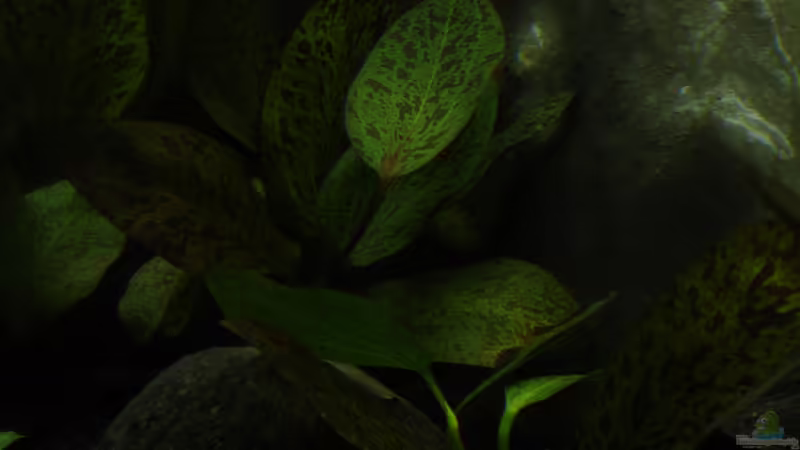 Echinodorus Ozelot von Alfur (15)