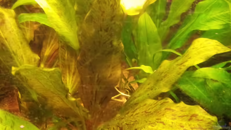 Echinodorus ozelot von Andreas Trunk (12)