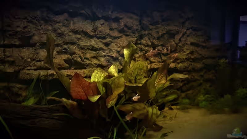 Echinodorus Ozelot von DennisTheMenis (11)