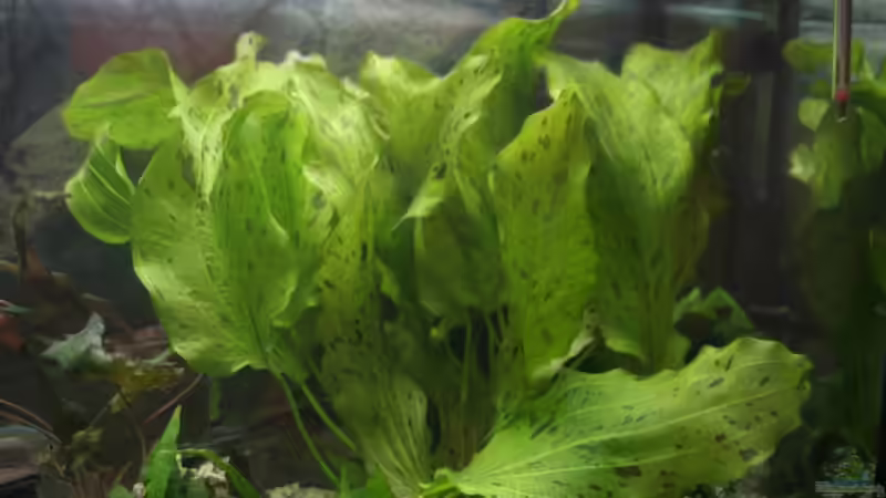 Echinodorus ozelot von Fischkopp (5)