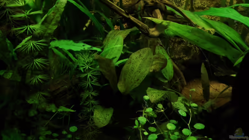 Echinodorus ozelot von Fischkopp83 (19)