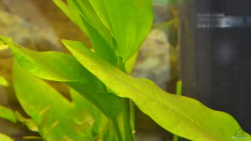 Echinodorus Ozelot? von Lilobär (9)
