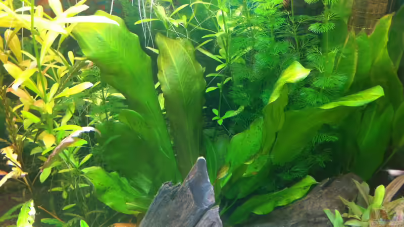 Echinodorus Ozelot von Nastassja&Mario T (8)