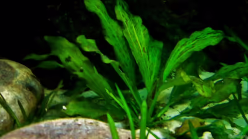 Echinodorus ozelot von PH Neutral (16)