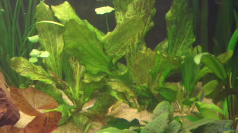 Echinodorus Ozelot von Robert Ellinger (6)