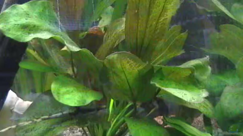 Echinodorus Ozelot von Stanley Weinhold (5)