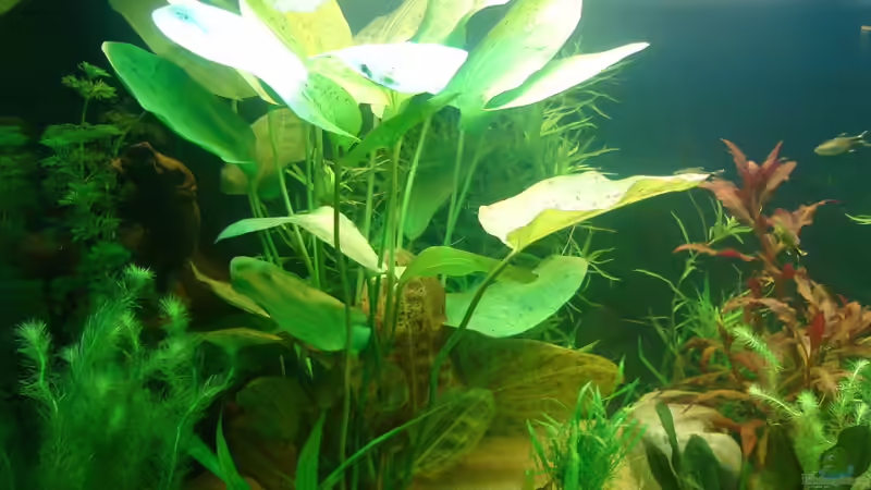 Echinodorus ´Ozelot´ von Susanne Kruse (10)