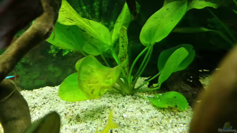Echinodorus Ozelot von Tigerlotus (2)