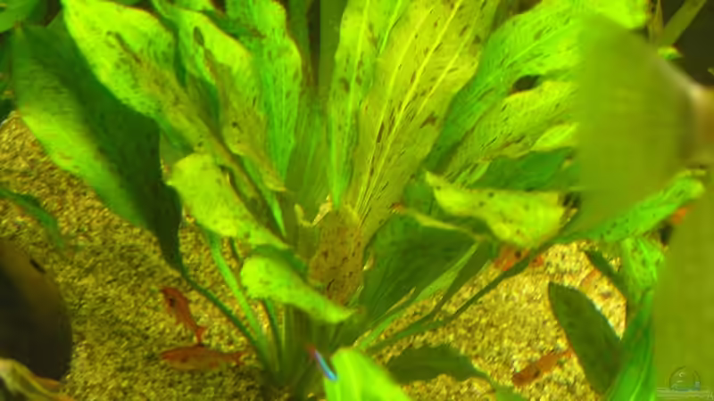 Echinodorus ozelot von urml87 (5)
