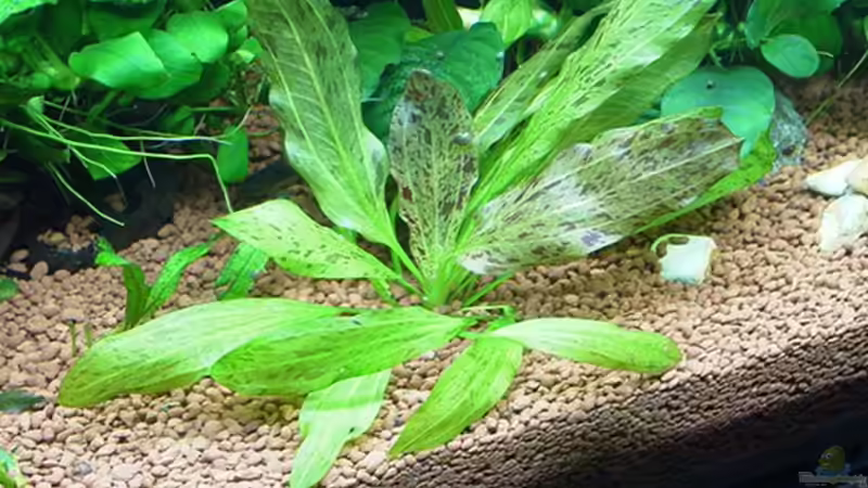 Echinodorus ozelot von Werner Müller (8)