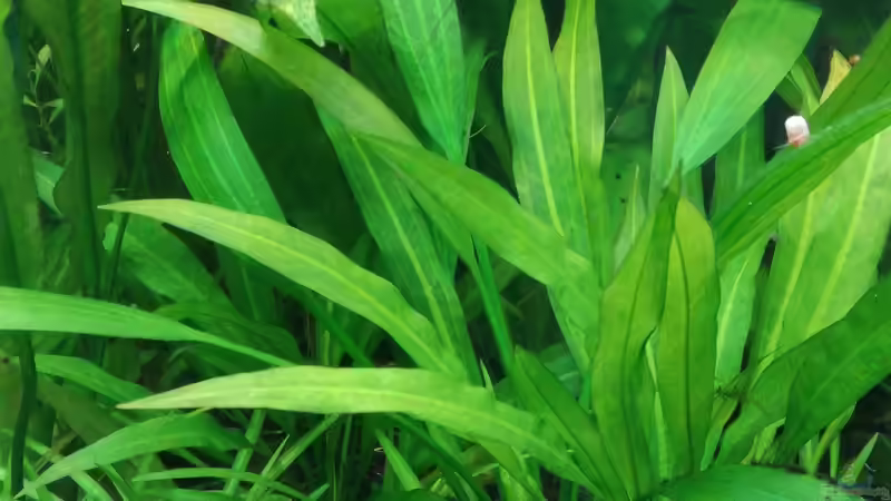 Echinodorus palaefolius  von Lance Hardwood (24)