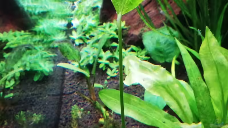 Echinodorus palaefolius im Aquarium pflegen (Einrichtungsbeispiele für Steifblättrige Froschlöffel)