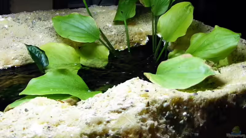 Echinodorus palaefolius im Aquarium pflegen (Einrichtungsbeispiele für Steifblättrige Froschlöffel)