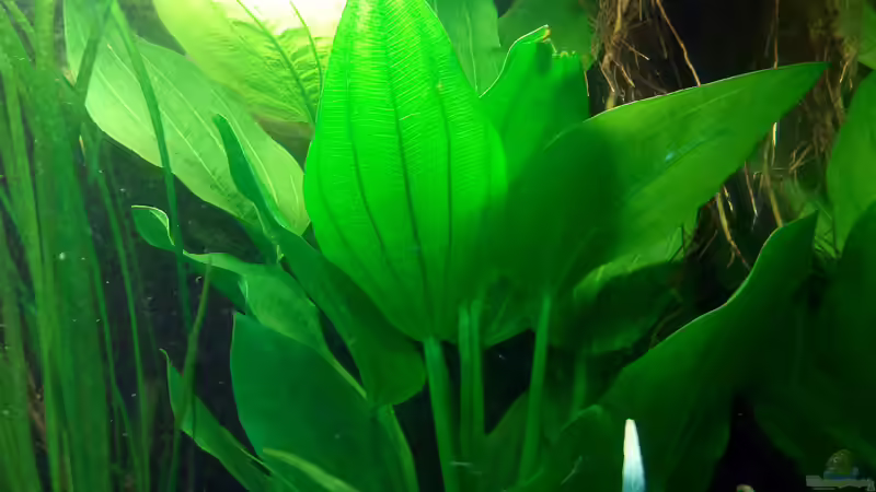Echinodorus palaefolius im Aquarium pflegen (Einrichtungsbeispiele für Steifblättrige Froschlöffel)