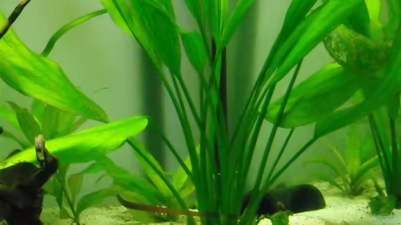 Echinodorus palaefolius im Aquarium pflegen (Einrichtungsbeispiele für Steifblättrige Froschlöffel)