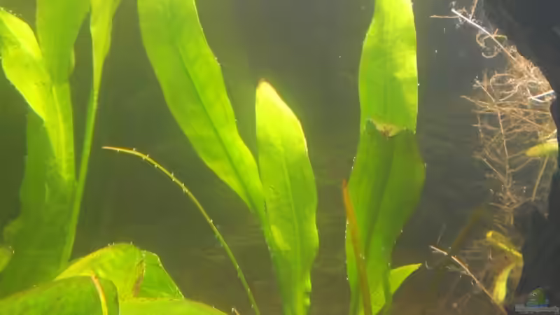 Echinodorus parivlorus - peruensis von bocap (20)