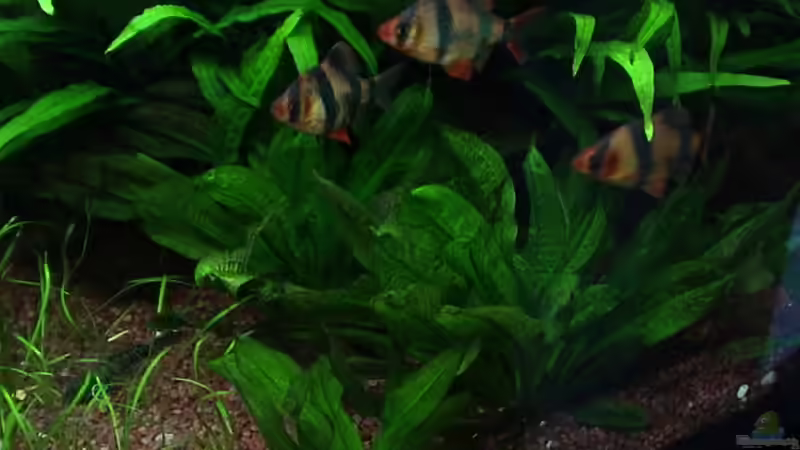 Echinodorus parv. ´Tropica´ von Alexander Müller (9)