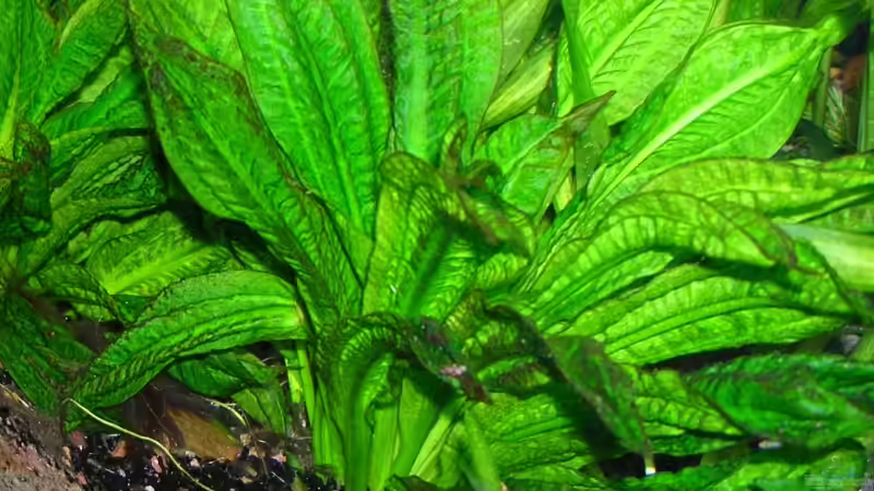 Echinodorus parviflorus - Tropica - von Bungi (22)