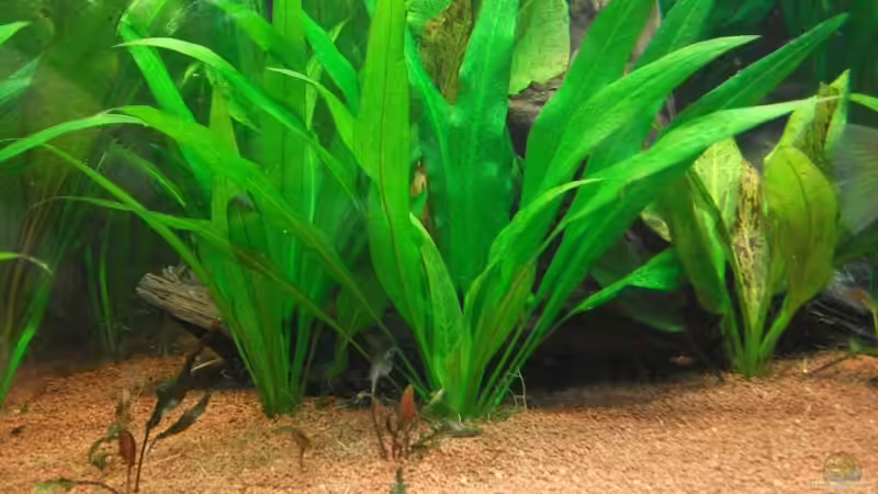 Echinodorus parviflorus, altes Bild von Romer (5)