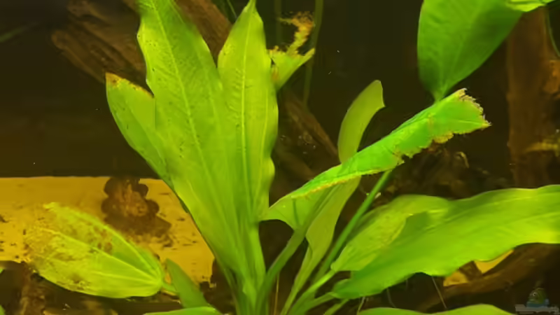 Echinodorus parviflorus im Aquarium pflegen (Einrichtungsbeispiele für Schwarze Amazonas-Schwertpflanze)