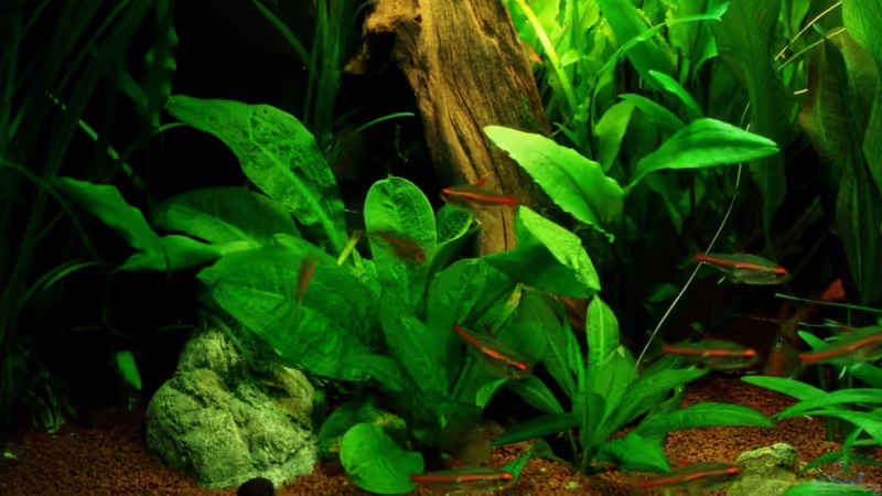 Echinodorus parviflorus 12.11.11 von ~Marco~ (20)