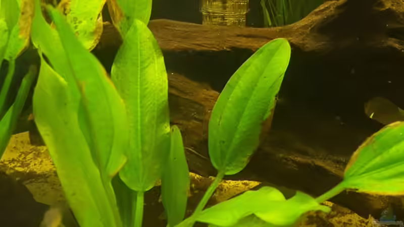 Echinodorus parviflorus 2 von Johannes L. (20)