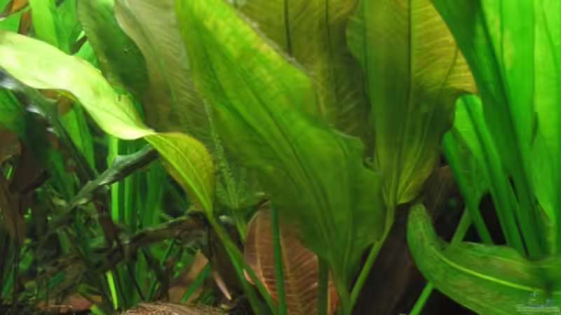 Echinodorus parviflorus (bin mir aber nicht sicher) von Thomas Jordan (6)