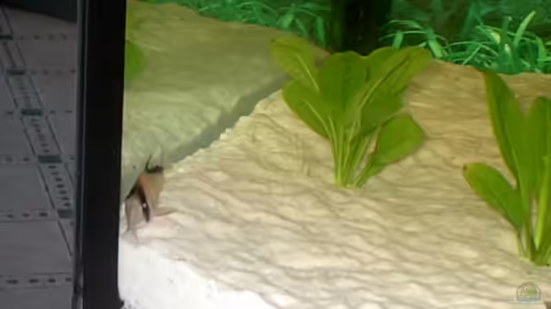 Echinodorus parviflorus (E 137) von Robert Schröder (5)