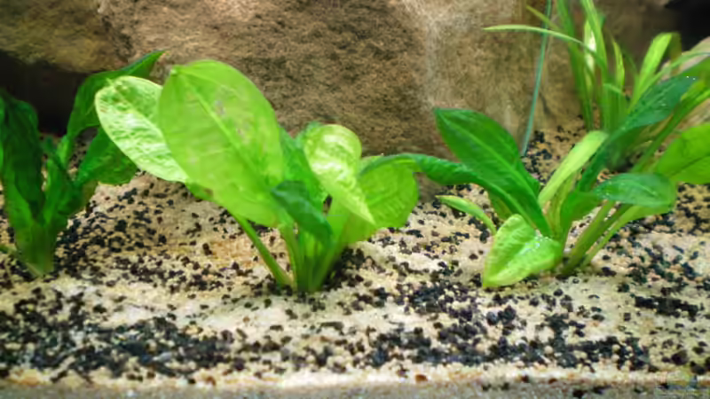 Echinodorus parviflorus ´Tropica´ (28.08.2012) von Falk Bellmann (21)