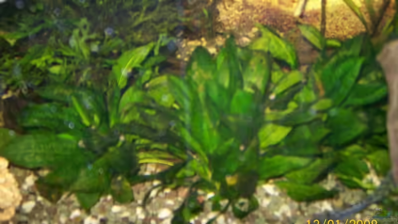 Echinodorus parviflorus Tropica von Christian Wirth (9)