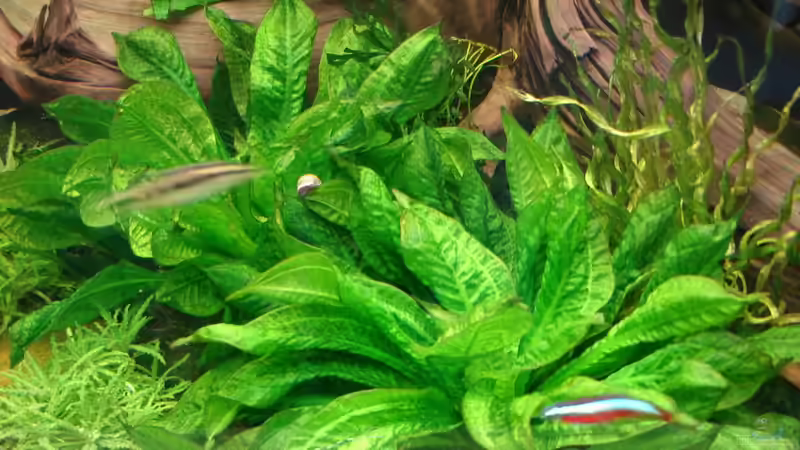 Echinodorus parviflorus im Aquarium pflegen (Einrichtungsbeispiele für Schwarze Amazonas-Schwertpflanze)