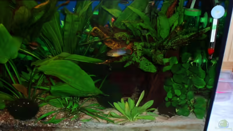 Echinodorus parviflorus u. Anubia barteri nana  von ~Marco~ (20)