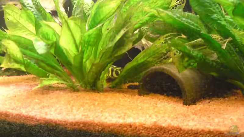 Echinodorus Parviflorus und im Hintergrund ein L134 von Aquathor (7)