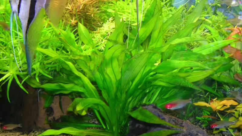 Echinodorus parviflorus von Bungi (24)