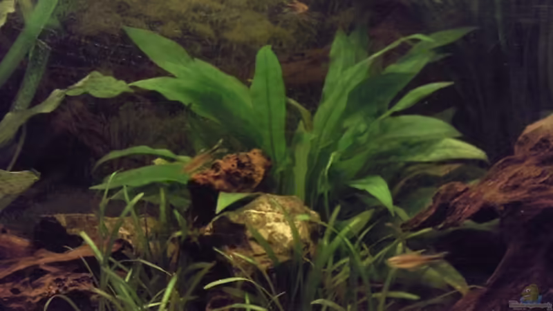 Echinodorus parviflorus von ~Danny~ (18)