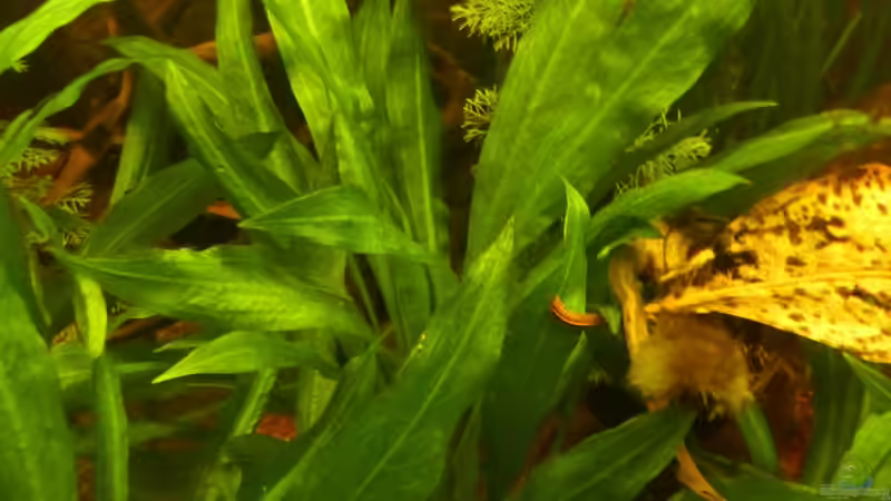 Echinodorus parviflorus von Life (24)