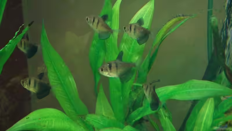 Echinodorus parviflorus von Marcel & Nadine (7)
