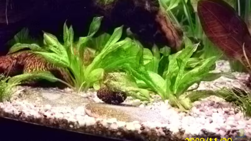 Echinodorus parviflorus von Spunk (14)