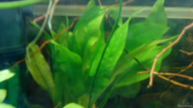 Echinodorus parviflorus im Aquarium pflegen (Einrichtungsbeispiele für Schwarze Amazonas-Schwertpflanze)