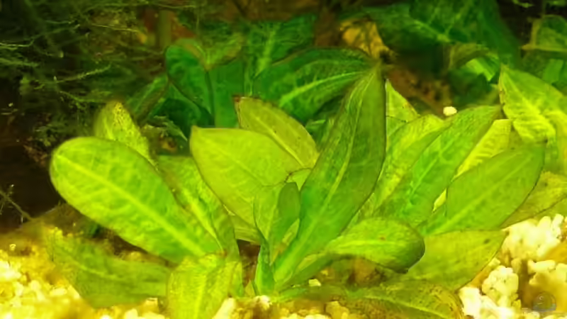 Echinodorus parvifloruus von A. G. (14)